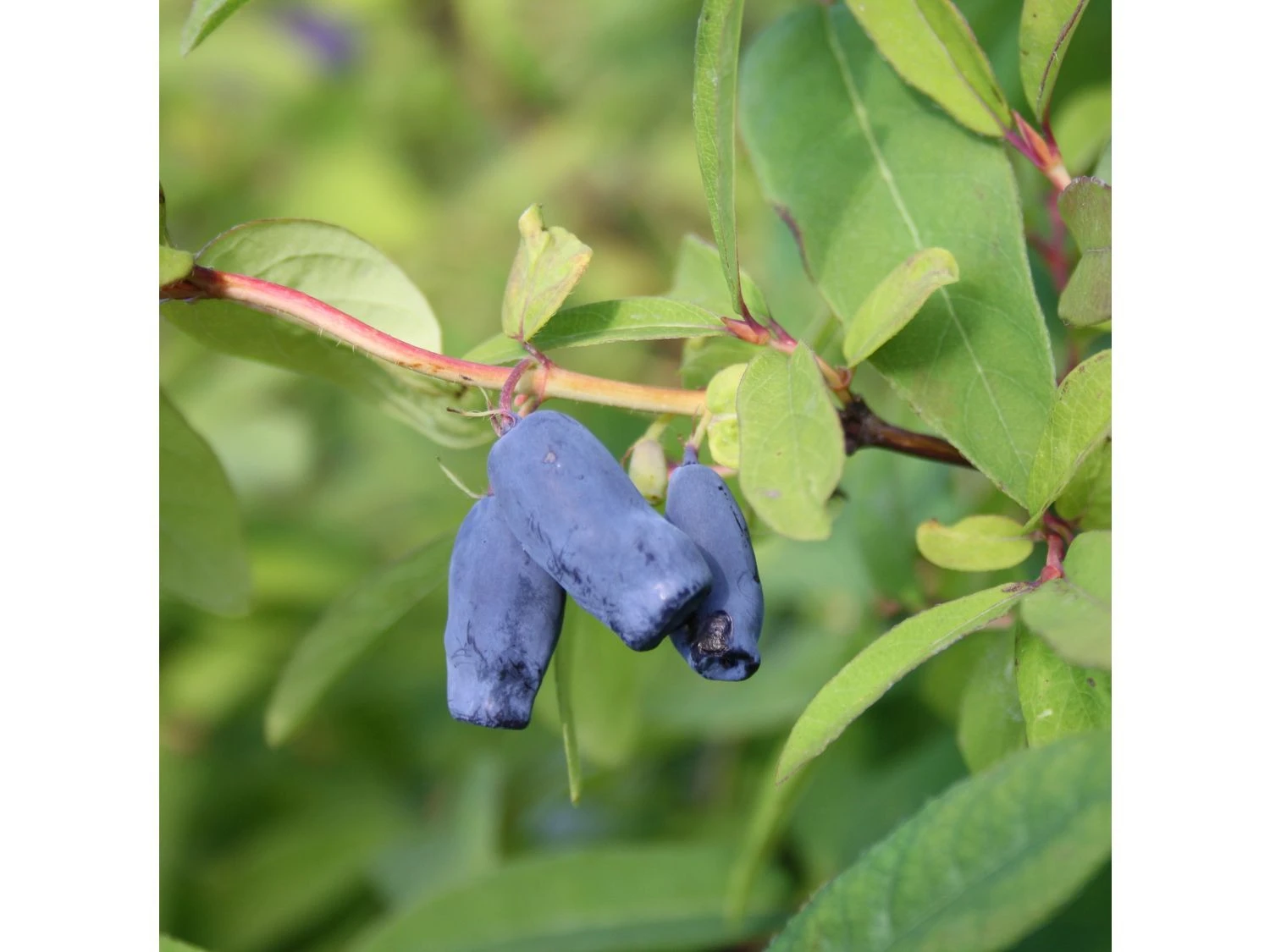 Sibirische Blaubeere 'Eisbär'® 1 Sibirische Blaubeere 'Eisbär'®