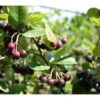 Apfelbeere 'Aronia Nero'