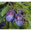 Zwergpflaume »Imperial«, Im 5 Liter Container, Prunus Domestica, Winterhart, Mehrjährig