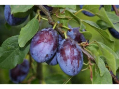 Zwergpflaume »Imperial«, Im 5 Liter Container, Prunus Domestica, Winterhart, Mehrjährig