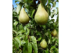 Säulenbirne 'Condo'®, 1 Pflanze -Garten- Und Terrassengeschäft 13089577701cc6eb857f7f97c249f9cb
