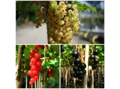 Johannisbeere, 3 Stämmchen Je Rot, Schwarz Und Weiß, Säuerlich-süß, Frosthart, Robust