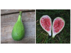 Feige »Perretta«, Obstbaum, Große Und Süße Früchte, 400 Cm Wuchshöhe, Frosthart