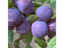 Pflaume »Anna Späth«, Buschbaum, Selbstfruchtend, Saftig Und Würzig-süß, Späte Ernte