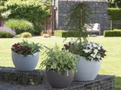 Scheurich Pflanzgefäß Wave Globe -Garten- Und Terrassengeschäft 2158fc9a4e1a14a92ecdc5c0f2ab7086