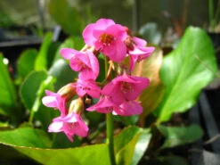 Bergenien, Rot, 6 Stauden