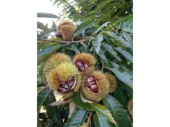 Esskastanie »Belle Epine«, Buschbaum, Veredelt, Im 5 Liter Topf, 600 Bis 800 Cm Wuchshöhe -Garten- Und Terrassengeschäft 2a795398a788bfa025407222d54845b9