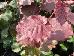 Haselnussbaum »Rote Zellernuss«, Mittelgroße Nüsse, Mit Dunkelroten Kätzchen, Winterhart -Garten- Und Terrassengeschäft 2fd40f7b2812cb60e842b89d42f99c7e