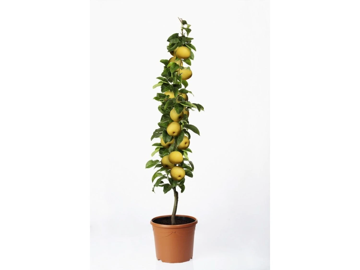 Nashi Birne-Säule, 3-jährig, 1 Pflanze, 5 Liter Container, 4 M Wuchshöhe 2 Nashi Birne-Säule, 3-jährig, 1 Pflanze, 5 Liter Container, 4 M Wuchshöhe – Bild 2