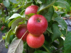 Apfelbaum »Starcats«, Säulenobst, Malus Domestica, Süßsäuerlich, Winterhart, Mehrjährig