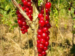 Johannisbeer-Stämmchen »Jonkheer Van Tets®«, 1 Pflanze, Winterhart, 4 Liter Container