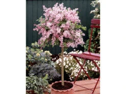 Flieder 'Palibin'® Als Stämmchen Gezogen