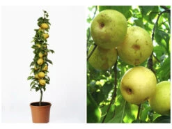 Nashi Birne-Säule, 3-jährig, 1 Pflanze, 5 Liter Container, 4 M Wuchshöhe 5 Nashi Birne-Säule, 3-jährig, 1 Pflanze, 5 Liter Container, 4 M Wuchshöhe -Garten- Und Terrassengeschäft 5680ceb1c551df3b89c258ab7ce33221