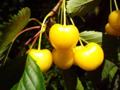 Süßkirsche, Dönissens Gelbe Knorpelkirsche, Weniger Anfällig Für Krankheiten Und Befall