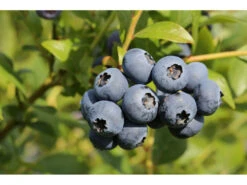 Riesenheidelbeere »Goldtraube«, 3 Pflanzen, Winterhart, Mehrjährig, 150 Cm Wuchshöhe