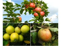 Zwergapfel-Set I - 'James Grieve', 'Ananasrenette' Und 'Holsteiner Cox'