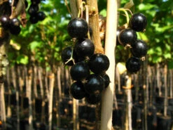 Johannisbeere, 3 Stämmchen Je Rot, Schwarz Und Weiß, Säuerlich-süß, Frosthart, Robust -Garten- Und Terrassengeschäft 7cb1dac95aee7a2fab04b4adc304e260