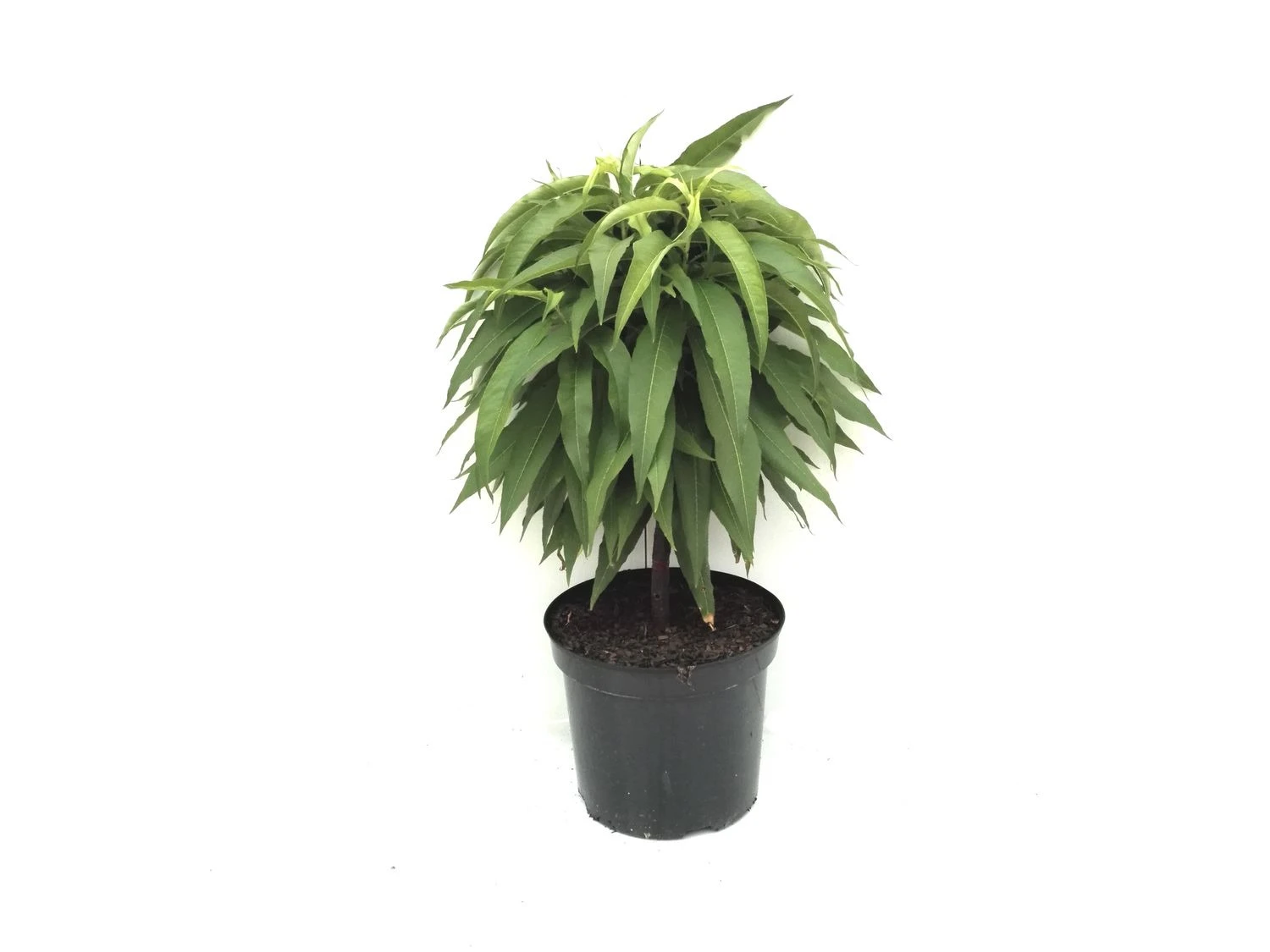 Zwergobstbaum, Pfirsich »Bonanza« Und Nektarine »Redgold«, 2 Pflanzen Je Im 5 Liter Topf 2 Zwergobstbaum, Pfirsich »Bonanza« Und Nektarine »Redgold«, 2 Pflanzen Je Im 5 Liter Topf – Bild 2