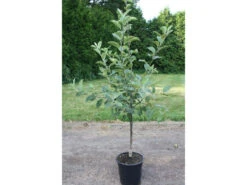 Apfelbaum »Alkmene« Und »James Grieve«, 2 Sorten, Süß-säuerlich, 300 - 400 Cm Wuchshöhe -Garten- Und Terrassengeschäft 802c137d5b74037565171bea229567b3