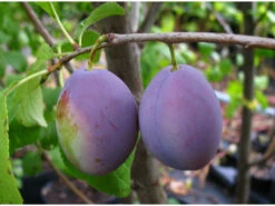 Hauszwetsche, Obstbaum, Prunus Domestica, Winterhart, Selbstfruchtend, Bis 4,5 M Wuchshöhe