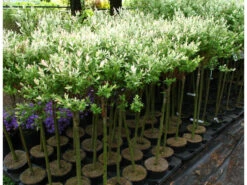 Japanisches Harlekinweide-Stämmchen 'Hakuro Nishiki', 3 Liter Topf, Ca. 90 - 110 Cm -Garten- Und Terrassengeschäft 81820f3753778263d1a1b16dee8dfec6