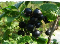 Johannisbeer-Stämmchen »Silvergrieters Schwarze®«, Winterhart, 4 Liter Container