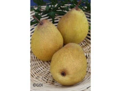 Birne 'Köstliche Von Charneux', 1 Buschbaum Im 5 Liter Container