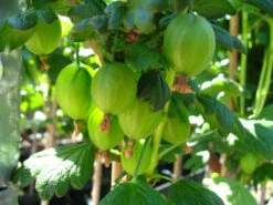 Stachelbeere »Hinnonmäki®», »Hinnonmäki®« Und »Invicta®«, 3 Sträucher Je Rot, Grün Und Gelb -Garten- Und Terrassengeschäft 9da20ca8c183cb25ab1d1d685b9b1b70