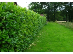 Kirschlorbeerhecke Novita®, 5 Pflanzen -Garten- Und Terrassengeschäft 9f2af1a74eb0221037b4334e706c58da