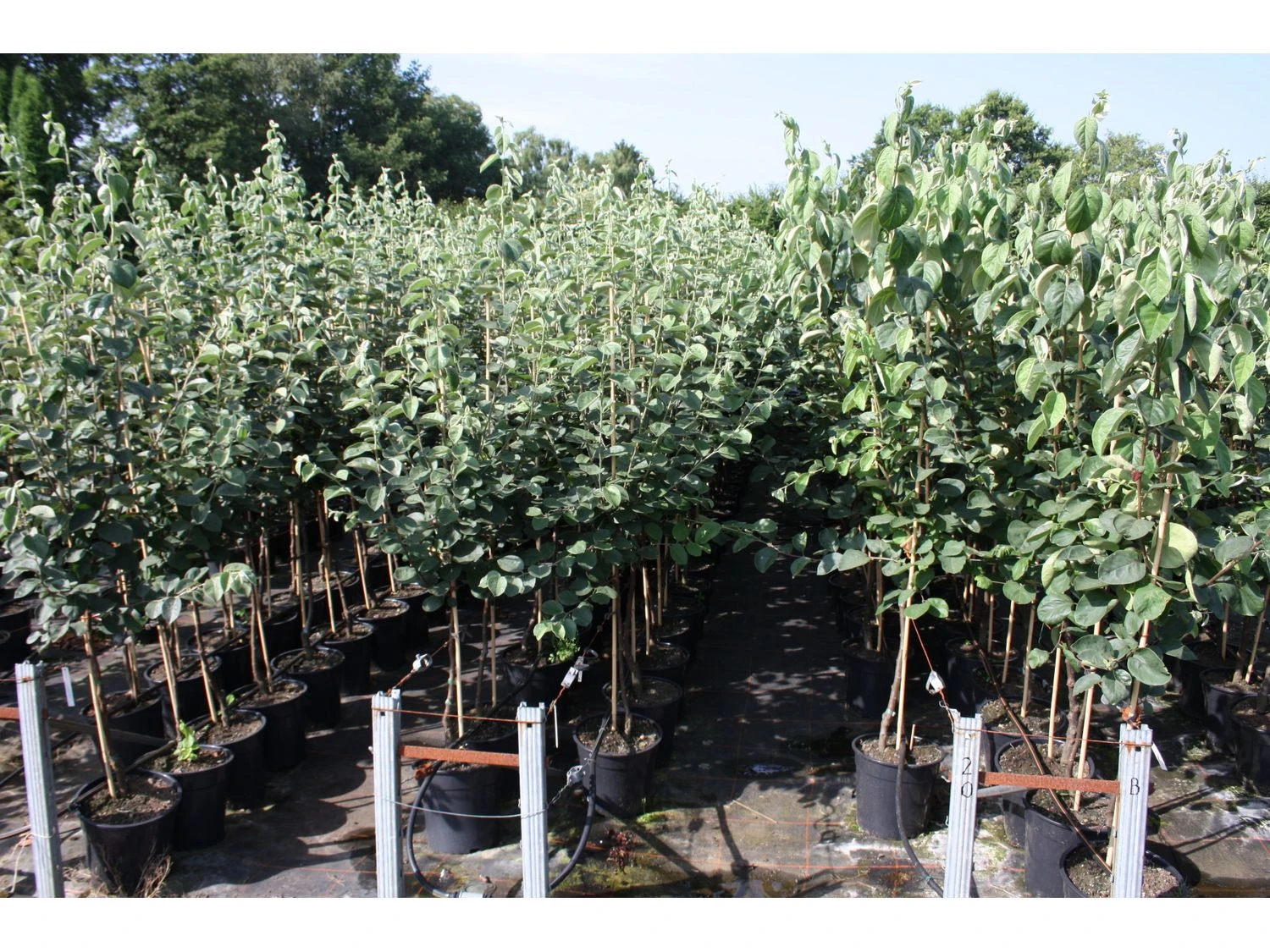 Quitte, Konstantinopler Apfelquitte, Buschbaum, Veredelter Stamm, Intensives Aroma 2 Quitte, Konstantinopler Apfelquitte, Buschbaum, Veredelter Stamm, Intensives Aroma – Bild 2