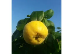 Quitte, Konstantinopler Apfelquitte, Buschbaum, Veredelter Stamm, Intensives Aroma 5 Quitte, Konstantinopler Apfelquitte, Buschbaum, Veredelter Stamm, Intensives Aroma -Garten- Und Terrassengeschäft b2fa8a936cc1f8fa963439adf77a067d