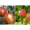 Apfelbaum-Klassiker Im 2er Set: 'Rote Sternrenette' + 'Finkenwerder Herbstprinz'