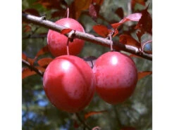 Blutpflaume 'Trailblazer'