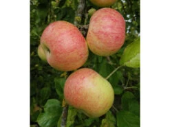 Dülmener Rosenapfel, Frosthart, Mehrjährig, 4 M Wuchshöhe, 5 Liter Container