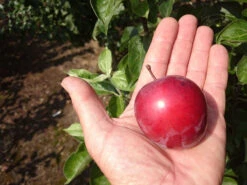 Blutpflaume 'Trailblazer' -Garten- Und Terrassengeschäft c678d361a84d8b82cc8767673c8ad746