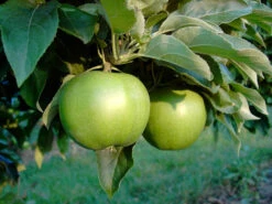 Apfel »Granny Smith Compact«, Spindel, Dunkelgrün, Gute Lagerfähigkeit, Kompakter Wuchs
