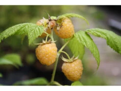 Himbeere Golden Queen, 2 Liter Topf