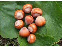 Haselnussbaum »Hallesche Riesen«, Große Nüsse, Winterhart, Wenig Anfällig Für Krankheiten