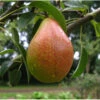 Birne 'Gute Luise', Buschbaum
