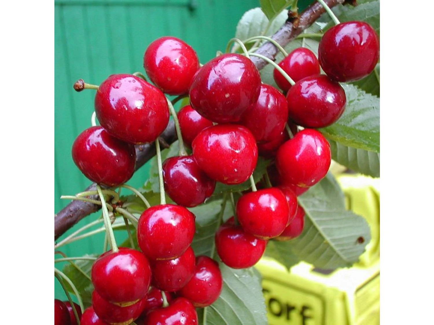 Süßkirsche »Sylvia«, Mit Dunkelroten Knorpelkirschen, Kompakter Wuchs, 60 Cm Breit 1 Süßkirsche »Sylvia«, Mit Dunkelroten Knorpelkirschen, Kompakter Wuchs, 60 Cm Breit