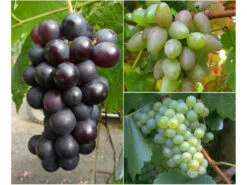 Weinreben »Suffolk Red«, »Phoenix« Und »Regent«, 3 Pflanzen In Rot, Weiß Und Blau, Robust