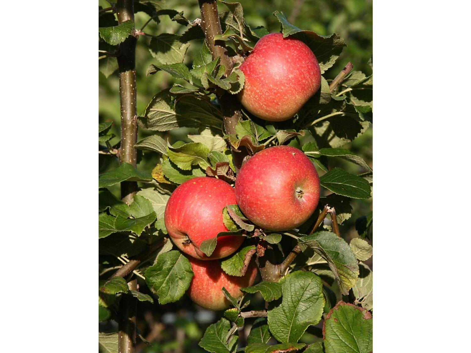 Apfel 'Alkmene', Spindel, Langsam Und Schlank Wachsend 1 Apfel 'Alkmene', Spindel, Langsam Und Schlank Wachsend