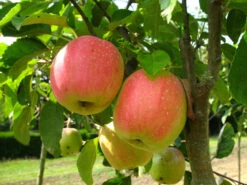 Apfelbaum-Klassiker Im 2er Set: 'Rote Sternrenette' + 'Finkenwerder Herbstprinz' 5 Apfelbaum-Klassiker Im 2er Set: 'Rote Sternrenette' + 'Finkenwerder Herbstprinz' -Garten- Und Terrassengeschäft dfbcb83f301d5228da3ee58b318a7835