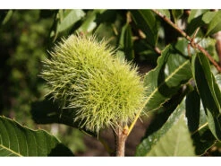 Esskastanie »Belle Epine«, Buschbaum, Veredelt, Im 5 Liter Topf, 600 Bis 800 Cm Wuchshöhe -Garten- Und Terrassengeschäft e0085acd644849644a2b6ef545703d40