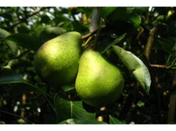 Apfel »Gravensteiner« Und Birne »Williams Christ«, 2 Pflanzen, Buschbaum, Winterhart -Garten- Und Terrassengeschäft e441ed163cf24fbecc2c5ebca31febdd