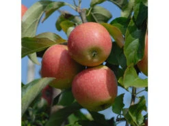 Apfel Pinova®, 1 Buschbaum Im 5 Liter Topf, Ca.100 Cm