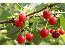 Sauerkirsche »Achat«, Obstbaum, Wurzelecht, Winterhart, Mehrjährig, Selbstfruchtbar