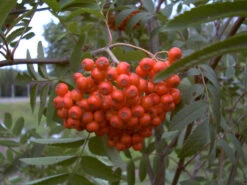 Vogelbeere, Mährische Eberesche, Süß-säuerlich, Winterhart, Bis Zu 10 - 12 Meter Wuchshöhe