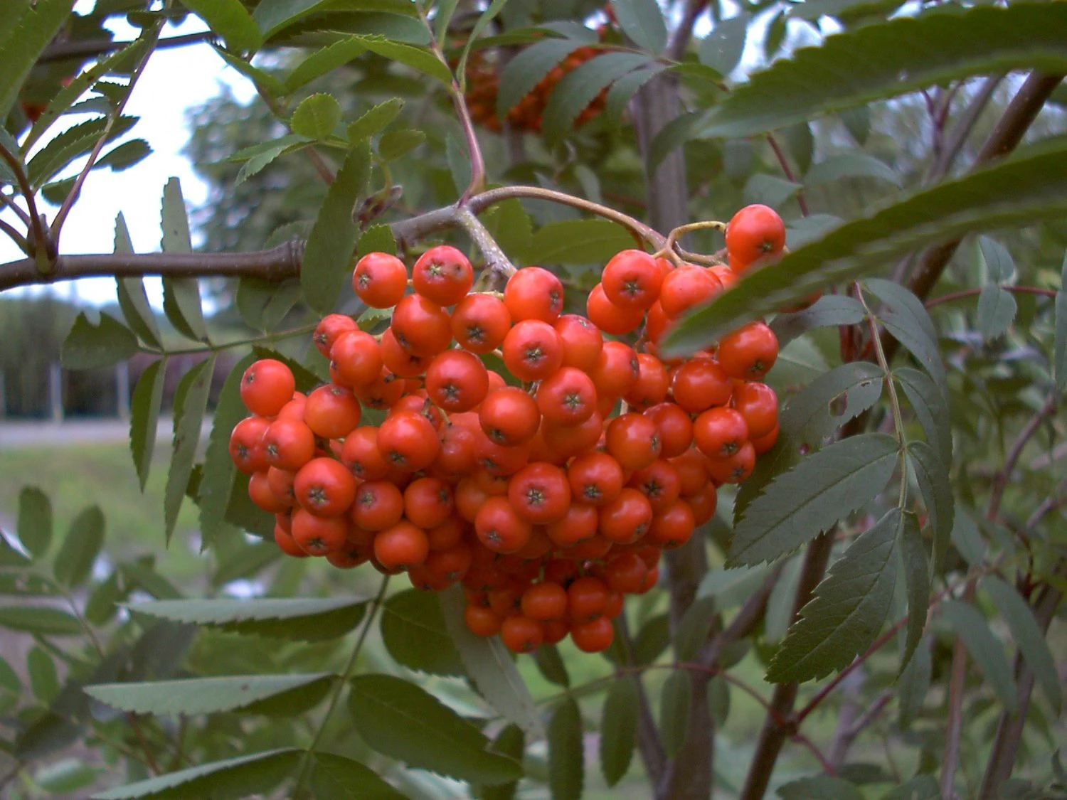 Vogelbeere, Mährische Eberesche, Süß-säuerlich, Winterhart, Bis Zu 10 - 12 Meter Wuchshöhe 1 Vogelbeere, Mährische Eberesche, Süß-säuerlich, Winterhart, Bis Zu 10 - 12 Meter Wuchshöhe