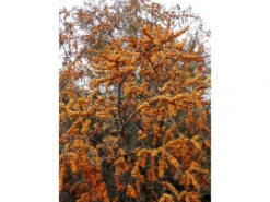 Sanddorn »Pollmix« Und »Leikora«, 2 Pflanzen, Männlich Und Weiblich, Vitaminreiche Beeren